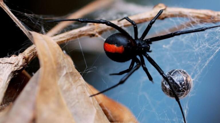 Λευκάδα: Στο νοσοκομείο 35χρονος από τσίμπημα της αράχνης “μαύρη χήρα”